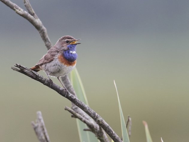 Blauwborst vogel